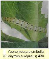 Yponomeuta plumbella