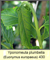 Yponomeuta plumbella