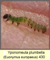 Yponomeuta plumbella