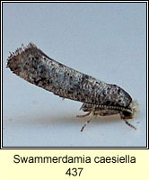 Swammerdamia caesiella