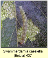 Swammerdamia caesiella