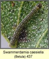 Swammerdamia caesiella