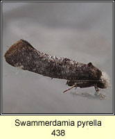 Swammerdamia pyrella