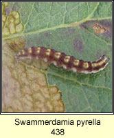 Swammerdamia pyrella