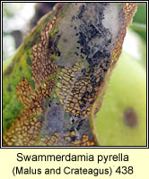 Swammerdamia pyrella