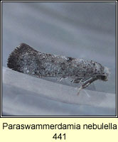 Paraswammerdamia nebulella