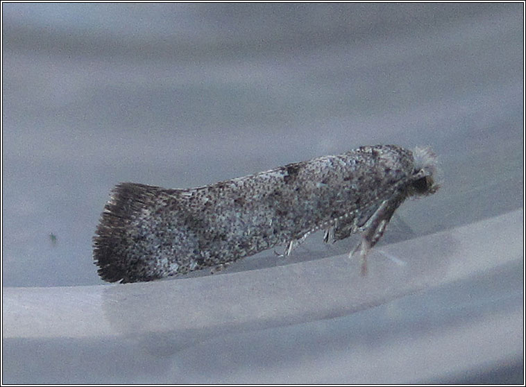 Paraswammerdamia nebulella
