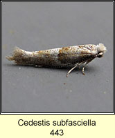 Cedestis subfasciella