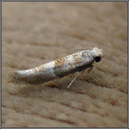 Cedestis subfasciella