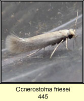 Ocnerostoma friesei