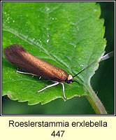 Roeslerstammia erxlebella