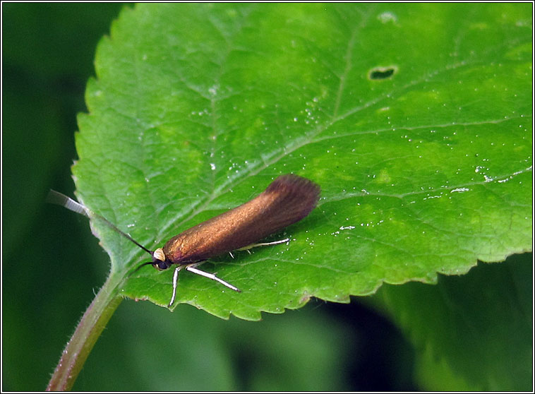 Roeslerstammia erxlebella