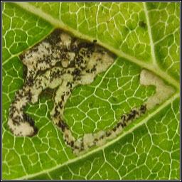 Ash Bud Moth, Prays fraxinella