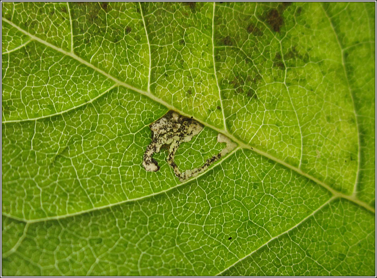 Ash Bud Moth, Prays fraxinella