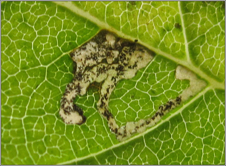 Ash Bud Moth, Prays fraxinella