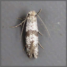 Hawthorn Moth, Scythropia crataegella