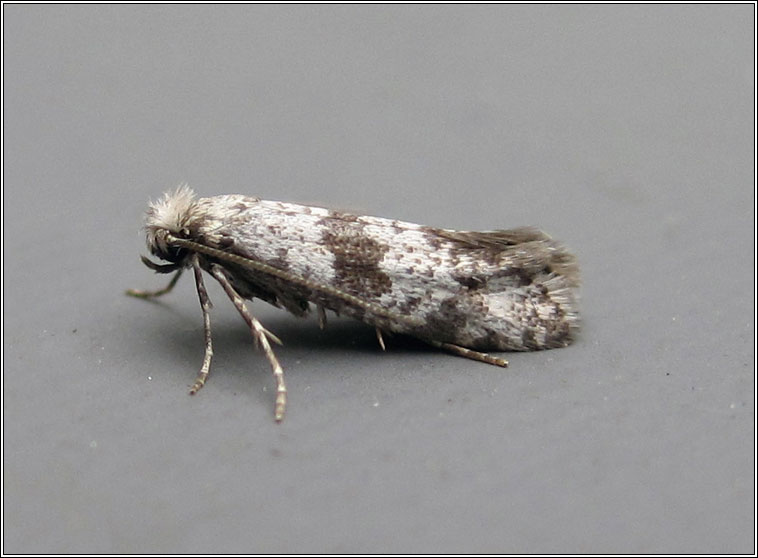 Hawthorn Moth, Scythropia crataegella