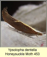 Ypsolopha dentella, Honeysuckle Moth