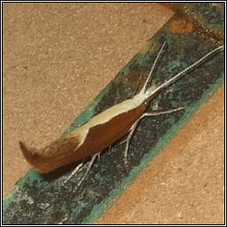 Ypsolopha dentella, Honeysuckle Moth