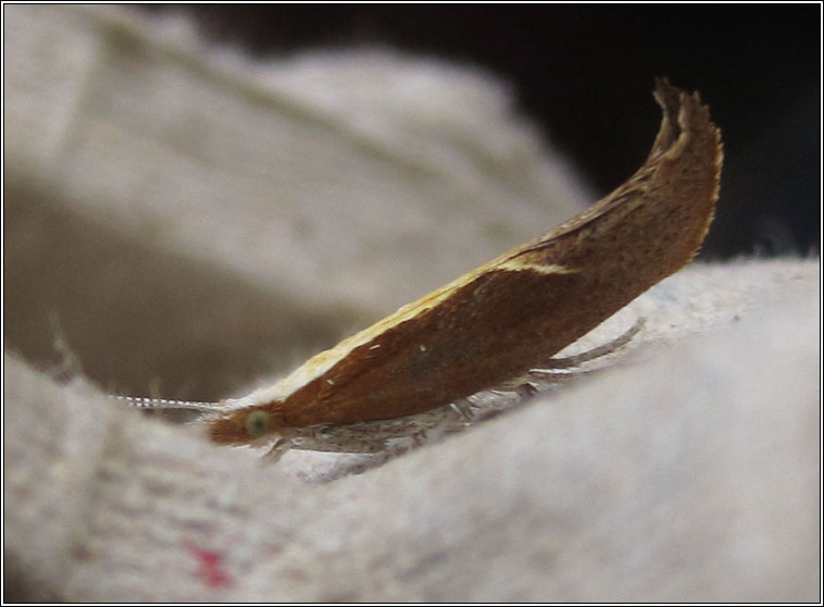 Ypsolopha dentella, Honeysuckle Moth