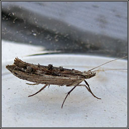 Ypsolopha scabrella