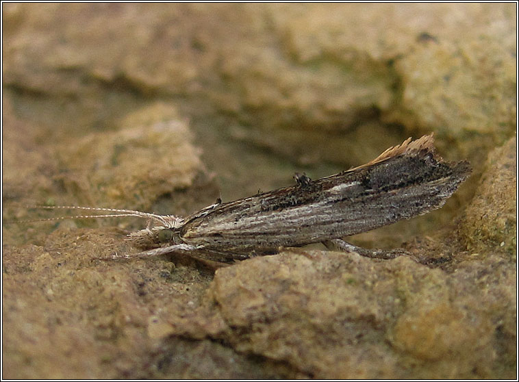 Ypsolopha scabrella