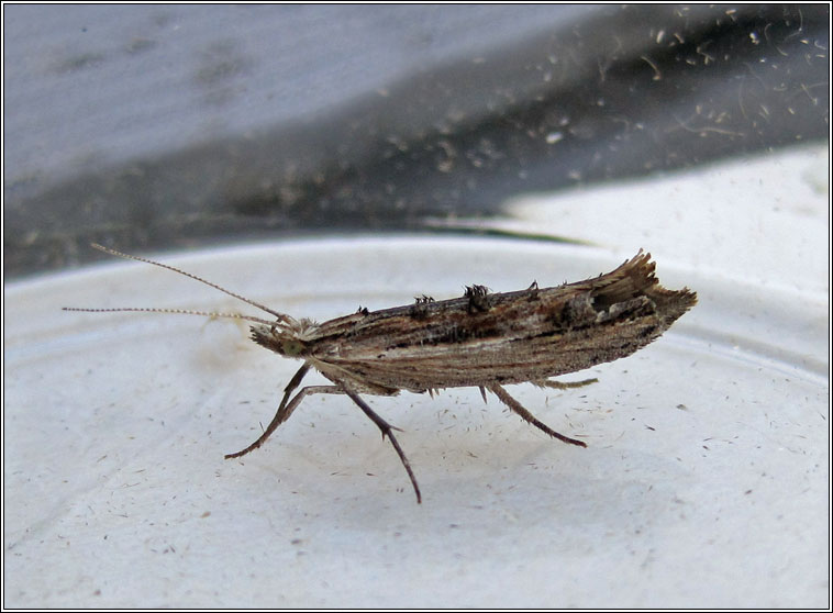 Ypsolopha scabrella