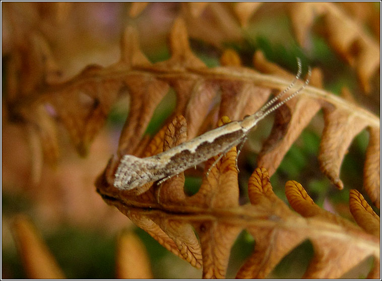 Diamond-back Moth, Plutella xylostella