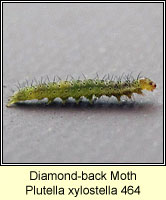 Diamond-back Moth, Plutella xylostella