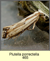 Plutella porrectella