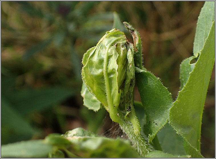 Plutella porrectella