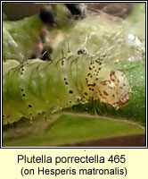 Plutella porrectella