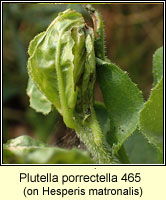 Plutella porrectella