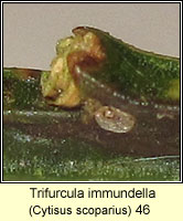 Trifurcula immundella