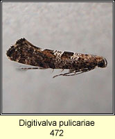 Digitivalva pulicariae