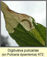 Digitivalva pulicariae (Inuliphila pulicariae)