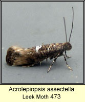 Acrolepiopsis assectella, Leek Moth