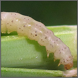 Acrolepiopsis assectella, Leek Moth