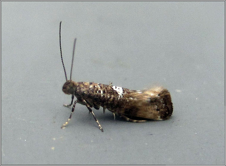 Acrolepiopsis assectella, Leek Moth