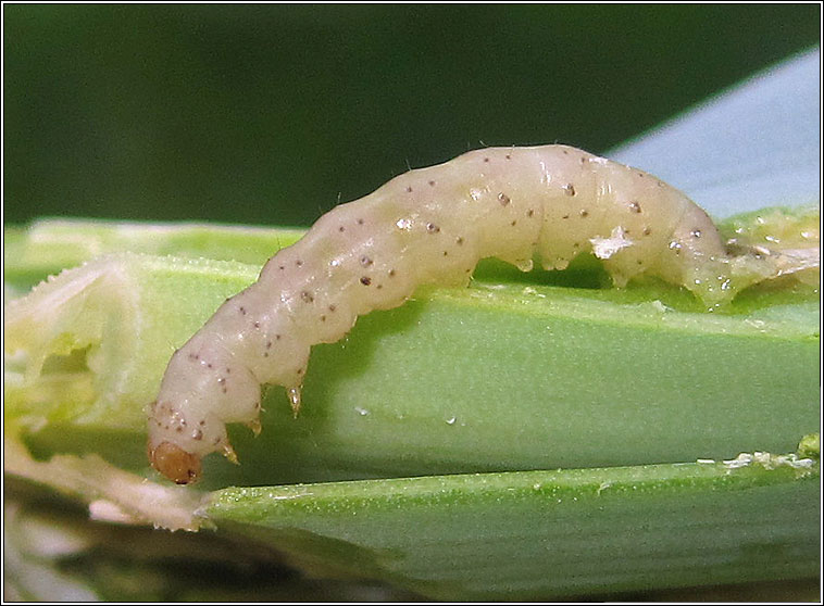 Acrolepiopsis assectella, Leek Moth