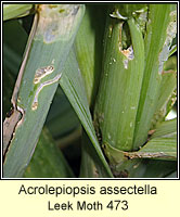 Acrolepiopsis assectella, Leek Moth