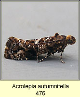 Acrolepia autumnitella