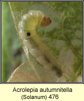 Acrolepia autumnitella