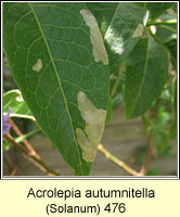 Acrolepia autumnitella