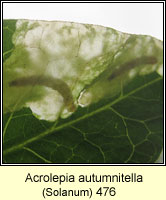 Acrolepia autumnitella