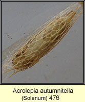 Acrolepia autumnitella