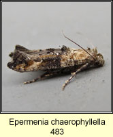 Epermenia chaerophyllella