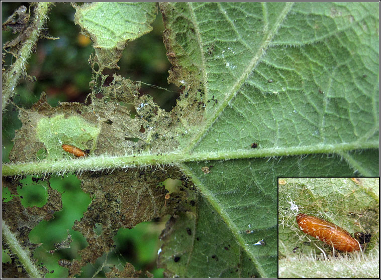 Epermenia chaerophyllella