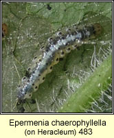 Epermenia chaerophyllella