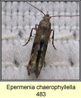 Epermenia chaerophyllella